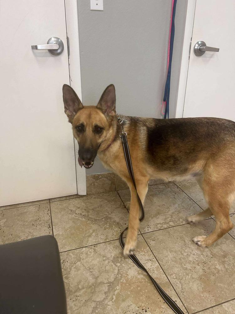 Elphy, Adoptable, Adult Female German Shepherd Dog.