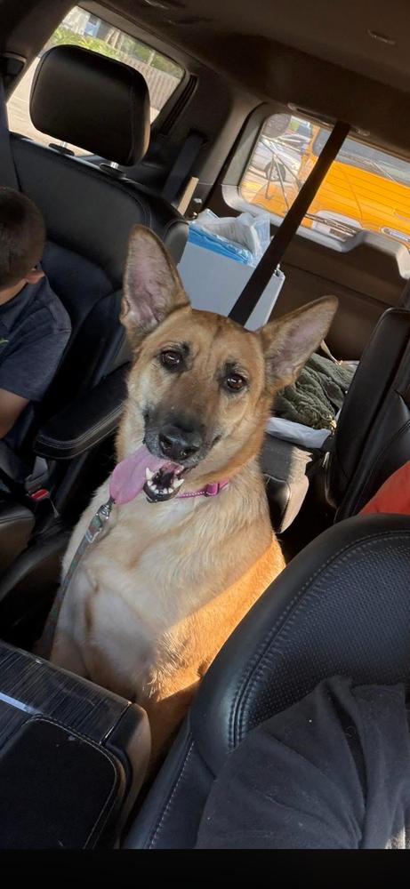 Elphy, Adoptable, Adult Female German Shepherd Dog.