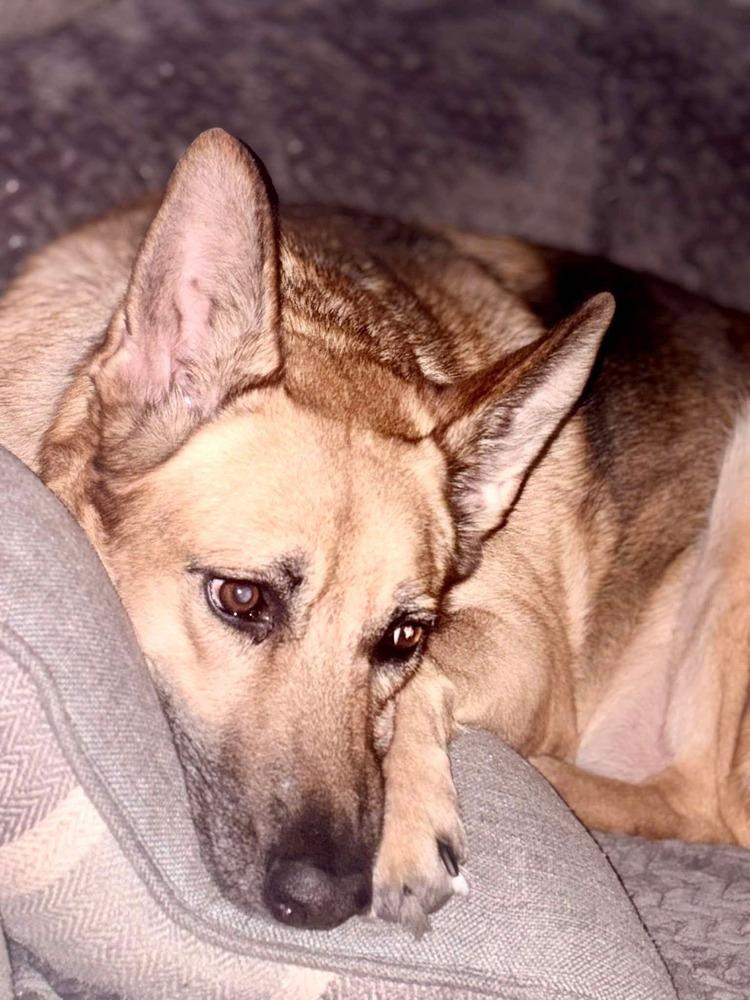 Elphy, a Adoptable mixed breed in Sealy, TX image 2/6