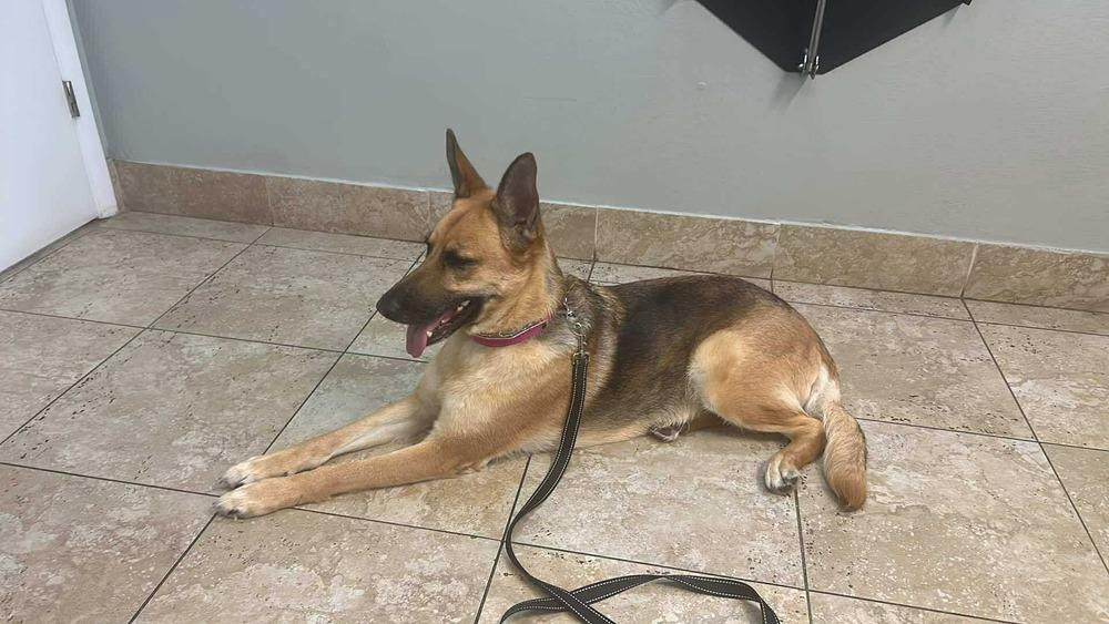 Elphy, a Adoptable mixed breed in Sealy, TX image 3/6