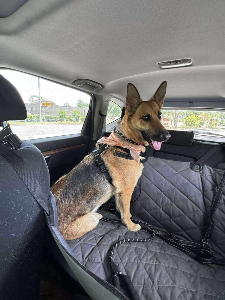 Elphy, a Adoptable mixed breed in Sealy, TX image 5/6