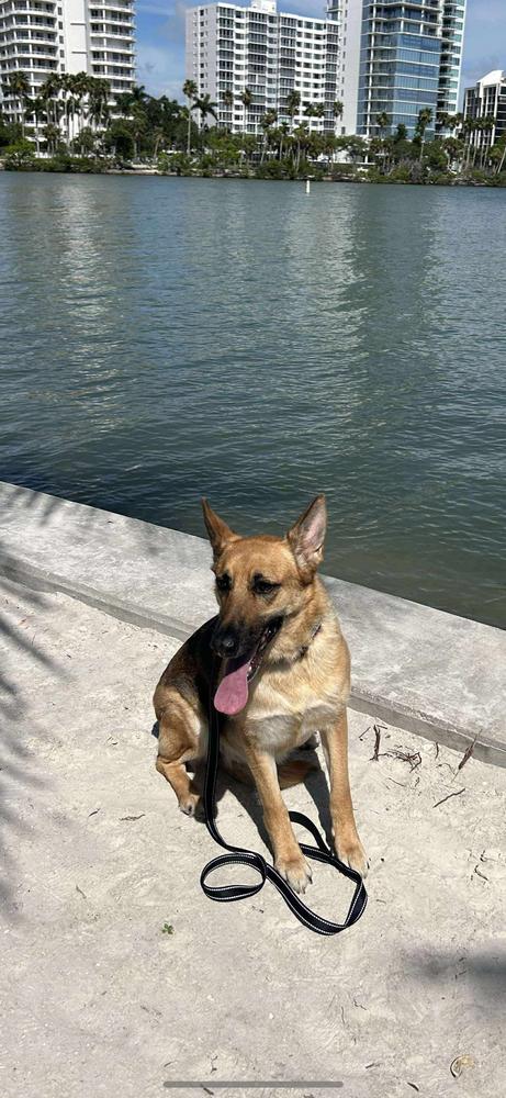 Elphy, a Adoptable mixed breed in Sealy, TX image 6/6