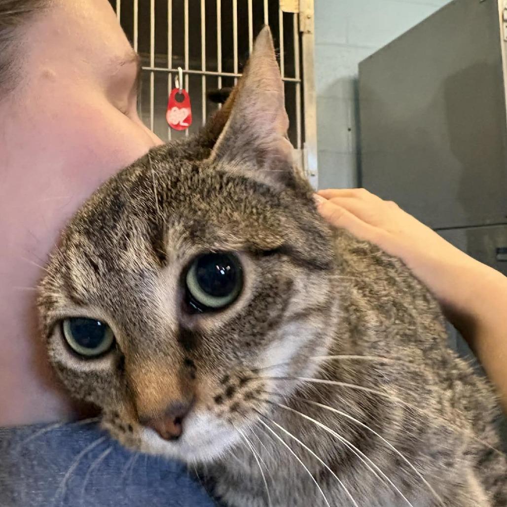 Enlarge Blackberry, a Adoptable Domestic Short Hair in Toms Brook, VA image 1/1