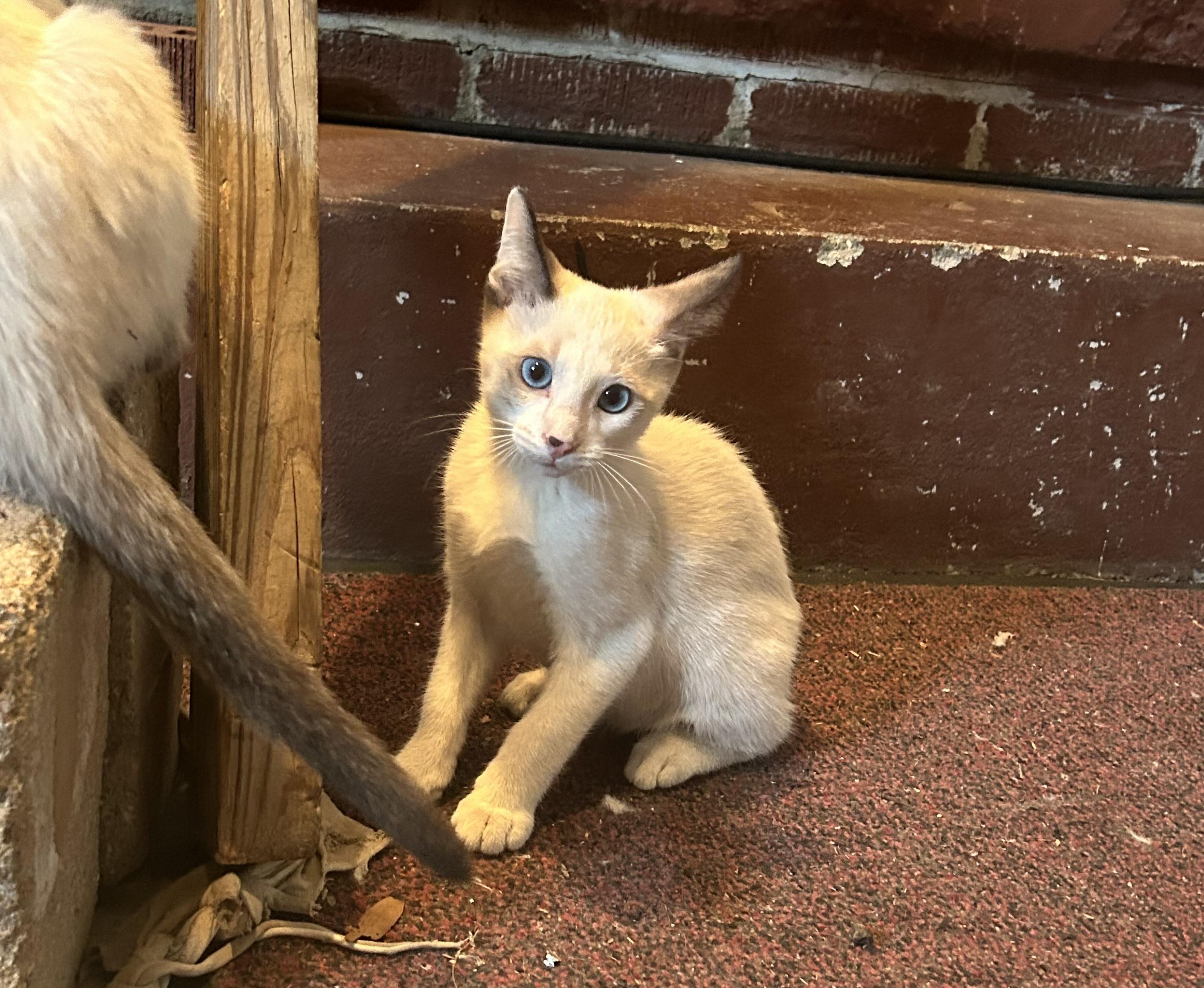 Enlarge Jefferson, a Adopted Domestic Short Hair in Dyersburg, TN image 2/4