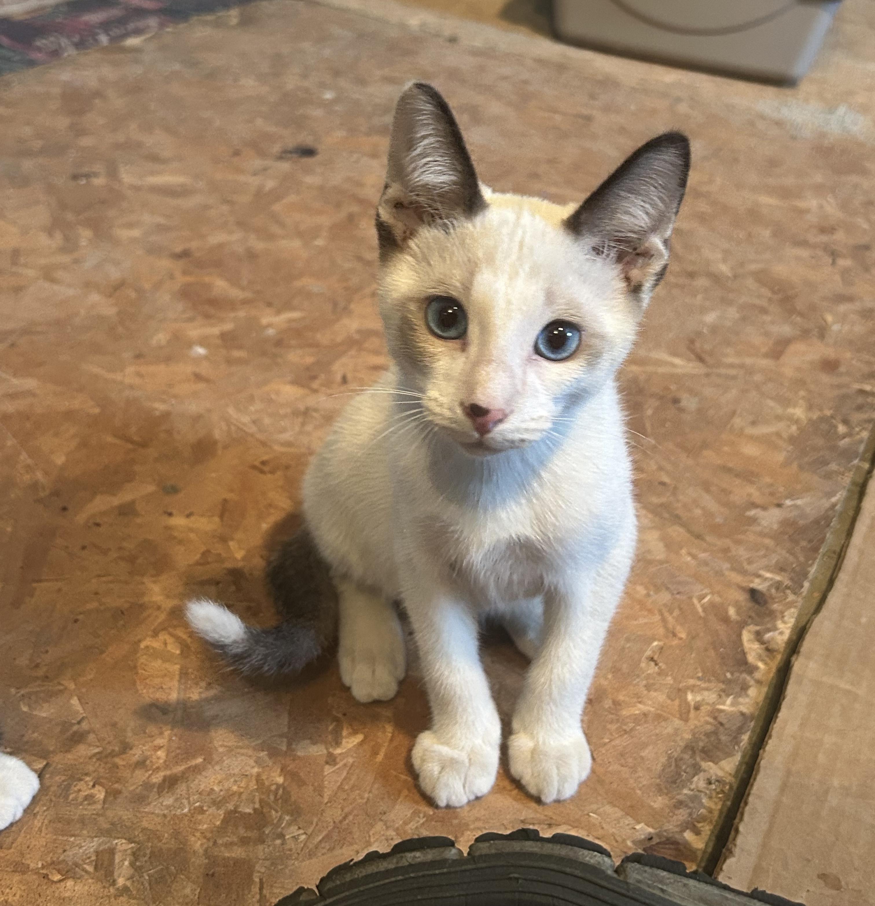 Enlarge Jefferson, a Adopted Domestic Short Hair in Dyersburg, TN image 1/4
