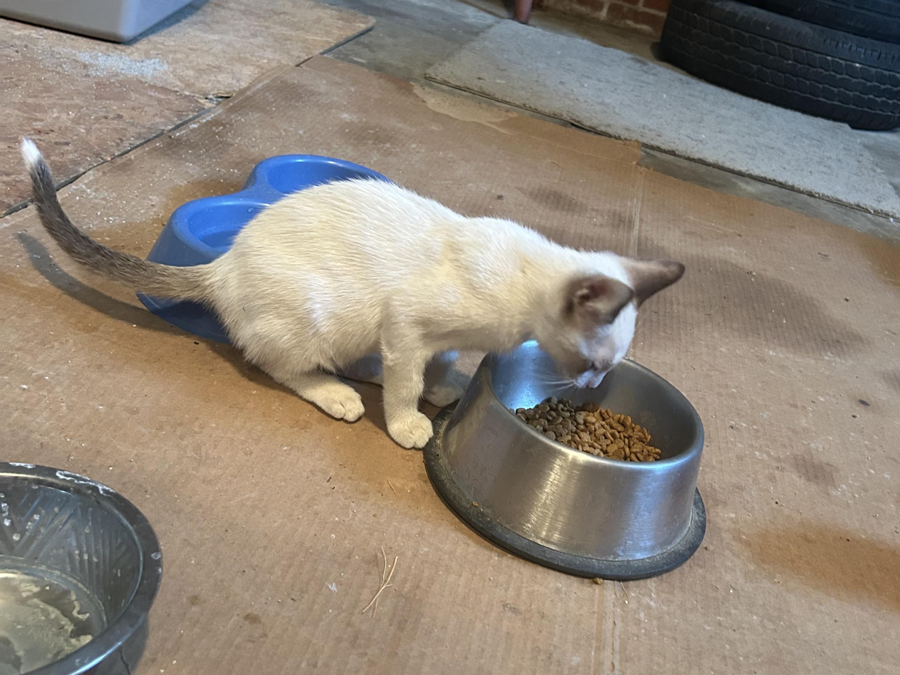 Enlarge Jefferson, a Adopted Domestic Short Hair in Dyersburg, TN image 4/4