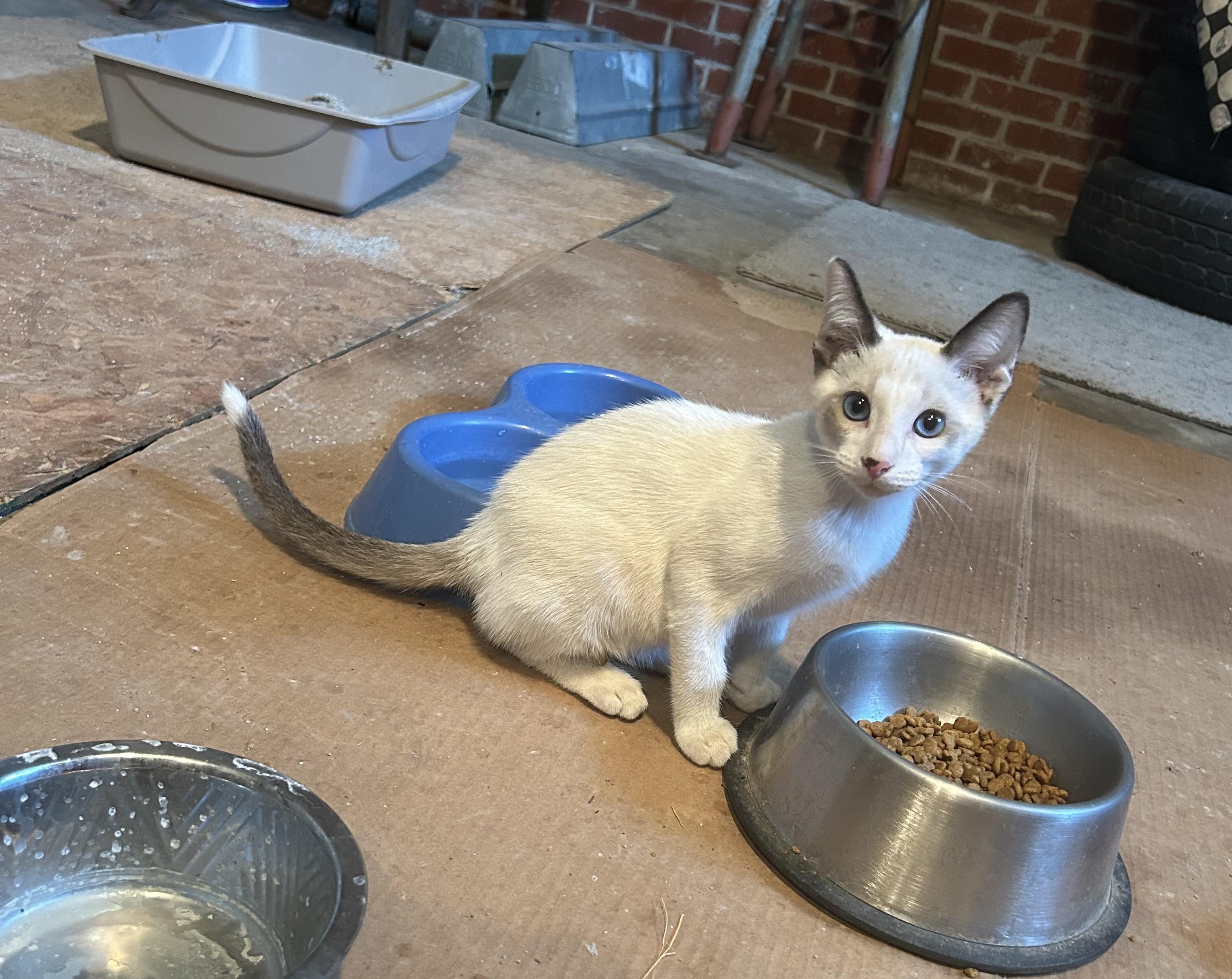 Enlarge Jefferson, a Adopted Domestic Short Hair in Dyersburg, TN image 3/4