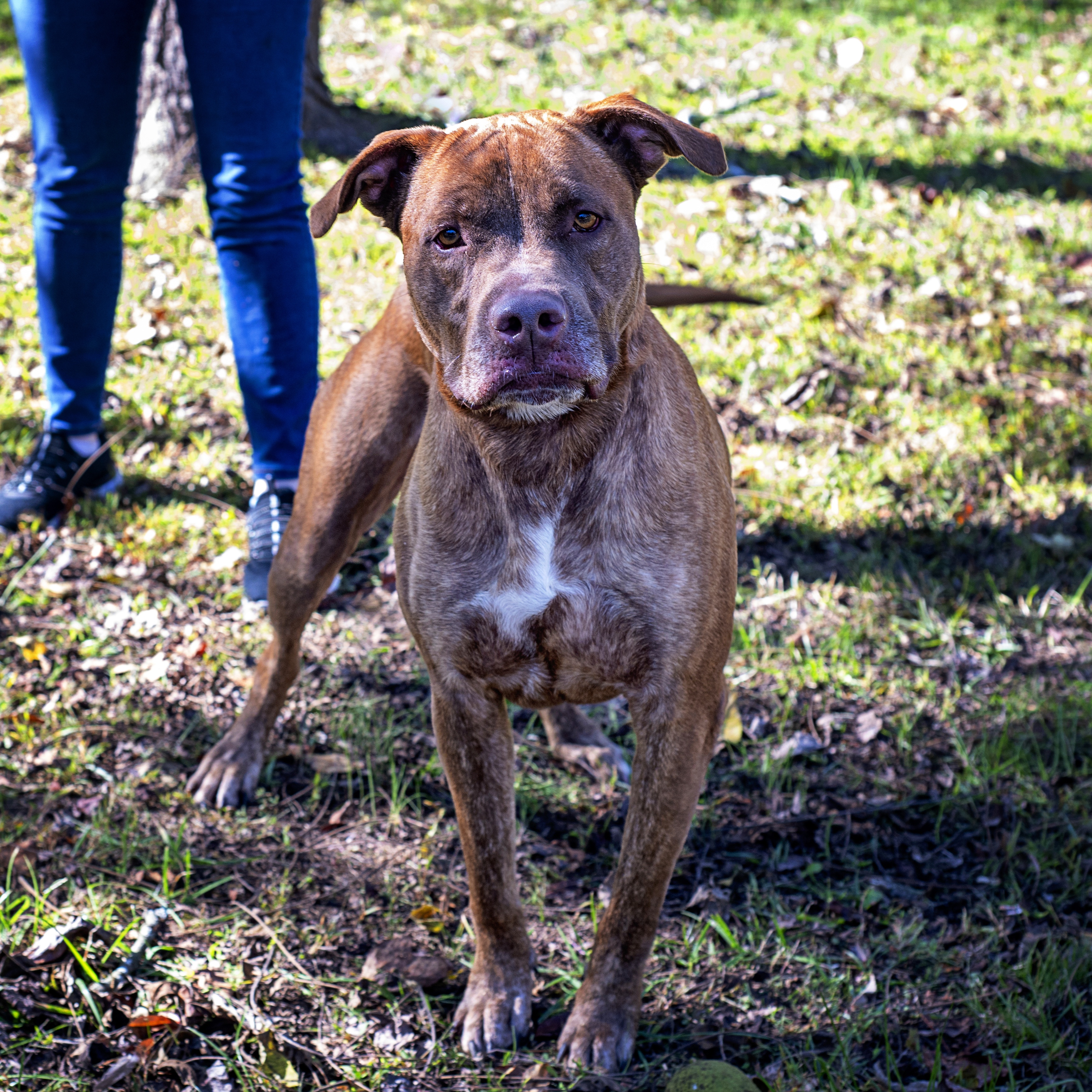 Hooch, a Adoptable Mixed Breed in Dawsonville, GA image 6/6