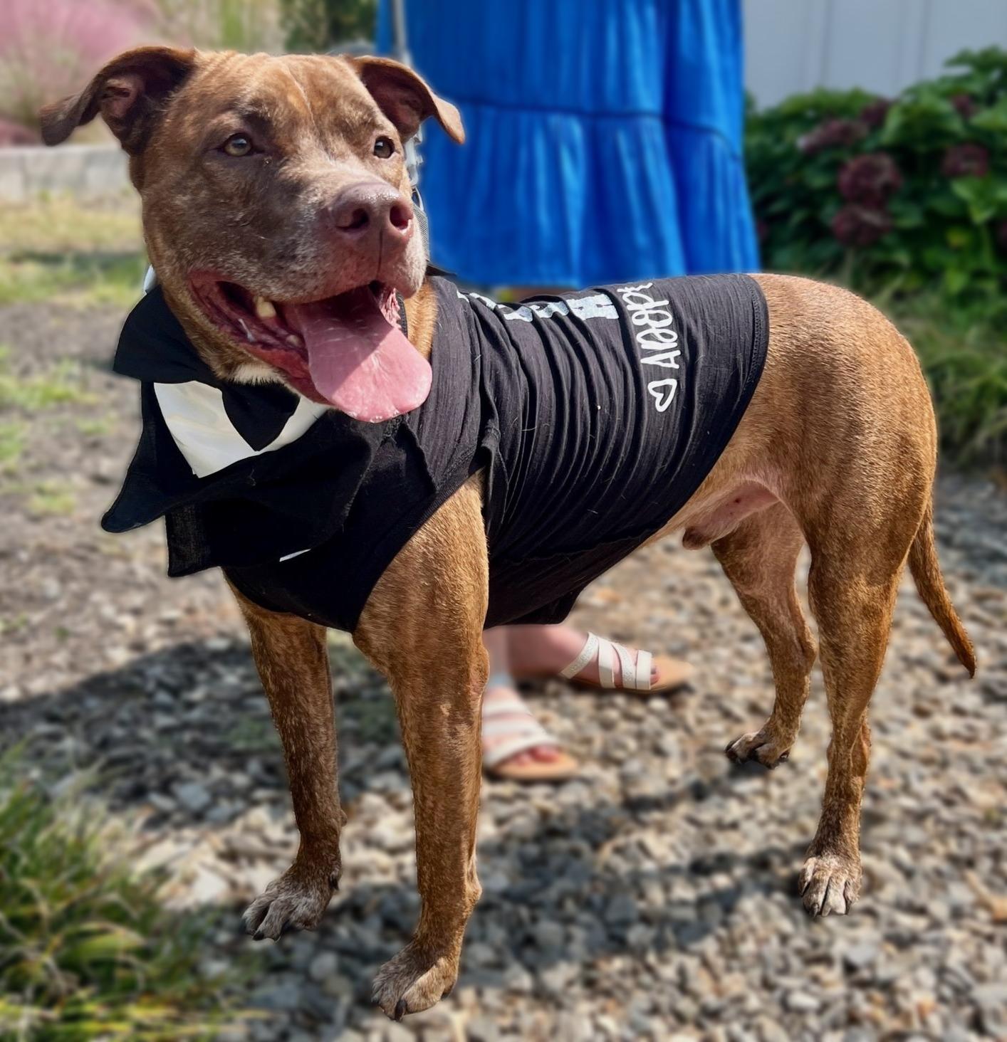 Hooch, a Adoptable Mixed Breed in Dawsonville, GA image 1/6