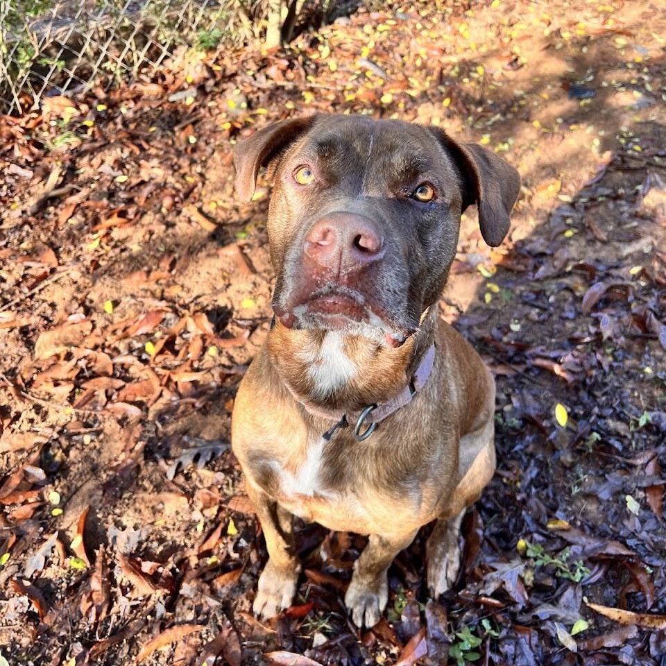 Hooch, a Adoptable Mixed Breed in Dawsonville, GA image 4/6