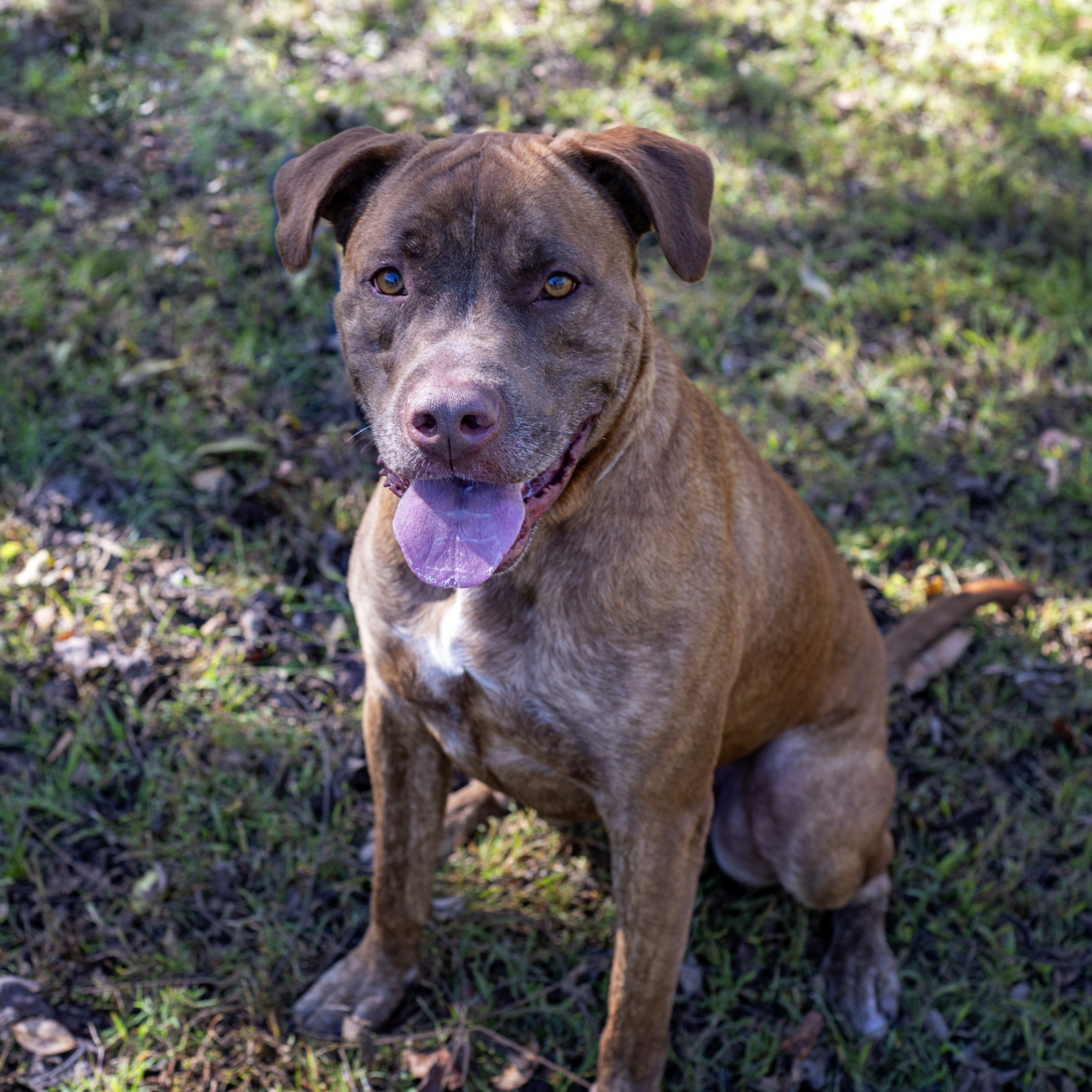 Hooch, a Adoptable Mixed Breed in Dawsonville, GA image 5/6