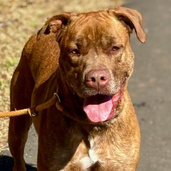 Hooch, a Adoptable Mixed Breed in Dawsonville, GA image 3/6