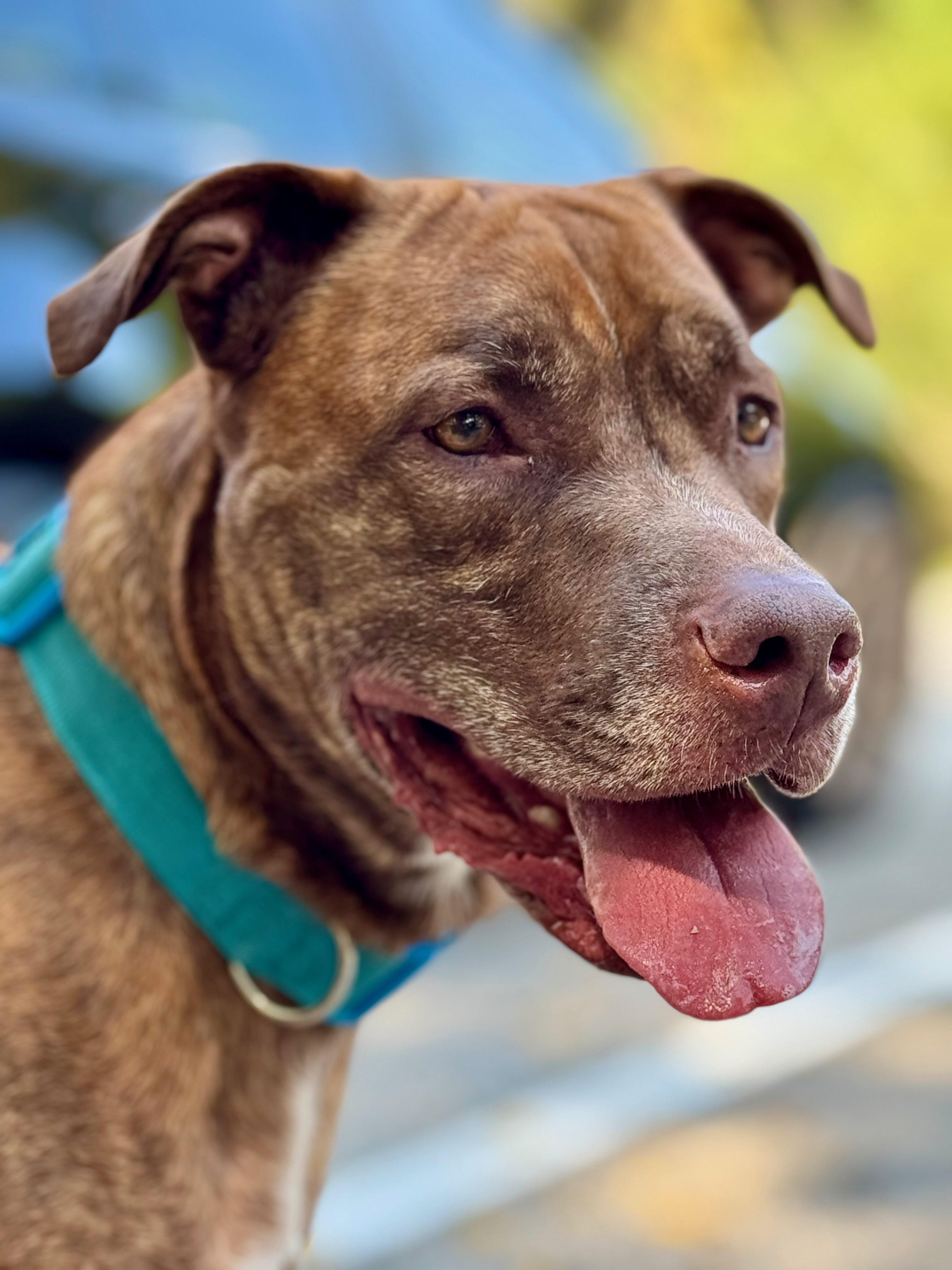 Hooch, Adoptable, Adult Male Mixed Breed.