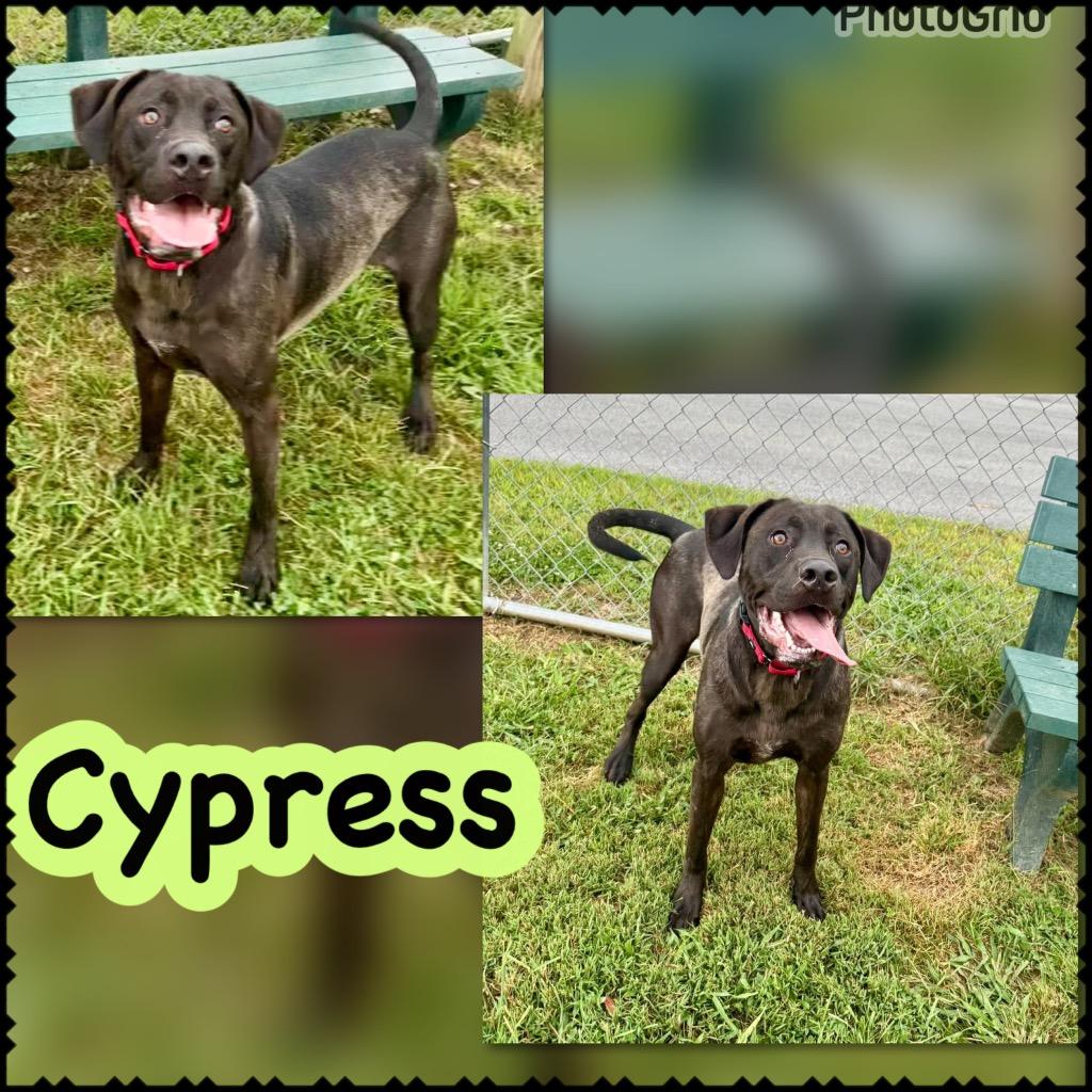 Cyprus Aka Stang, Adoptable, Young Male Labrador Retriever & Mixed Breed.