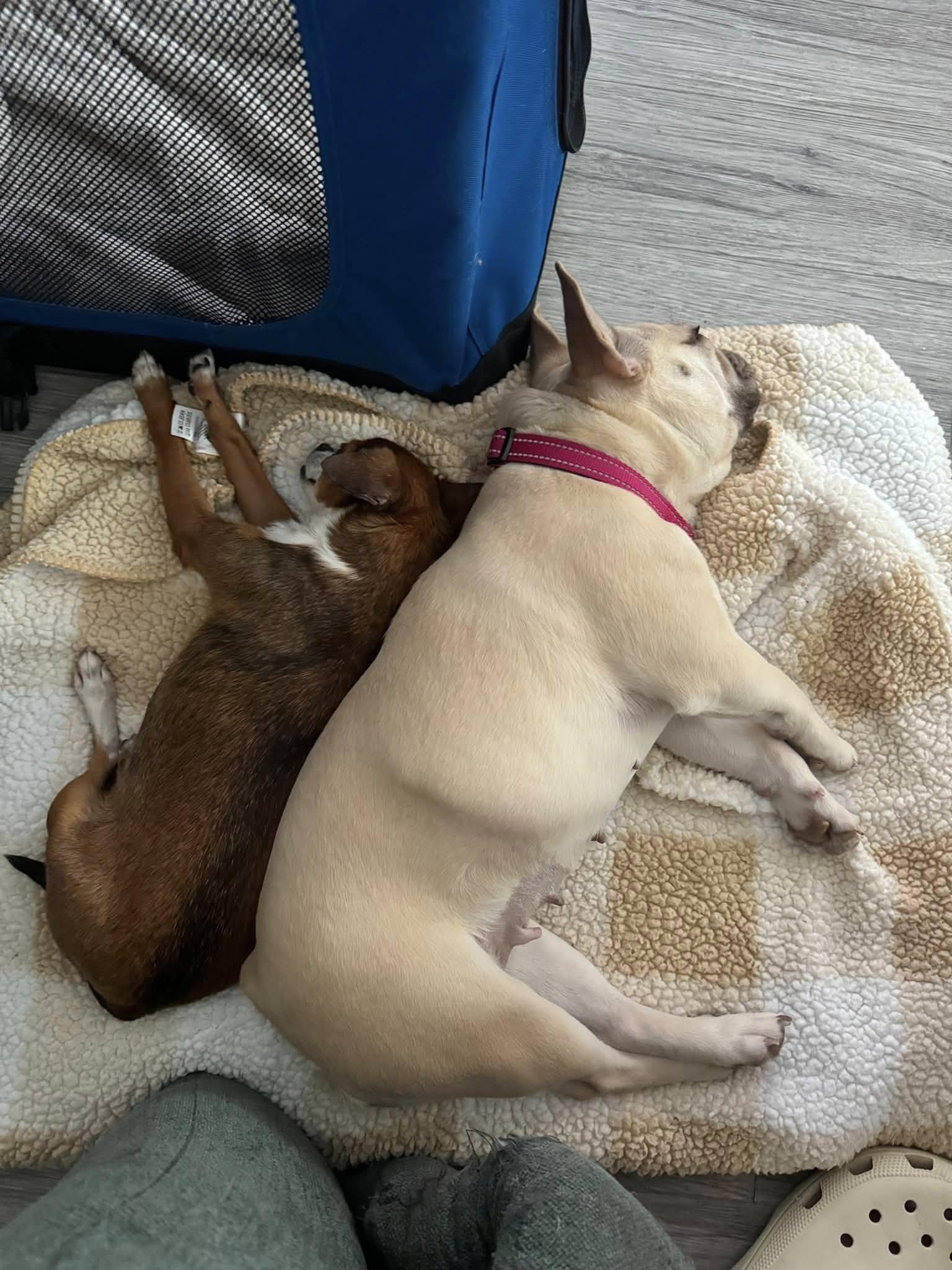 Enlarge Lucky, a ADOPTABLE Chihuahua in Prince Frederick, MD image 2/5