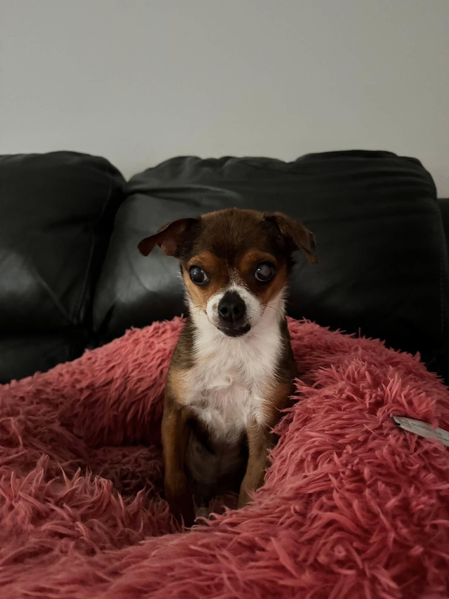 Enlarge Lucky, a ADOPTABLE Chihuahua in Prince Frederick, MD image 1/5