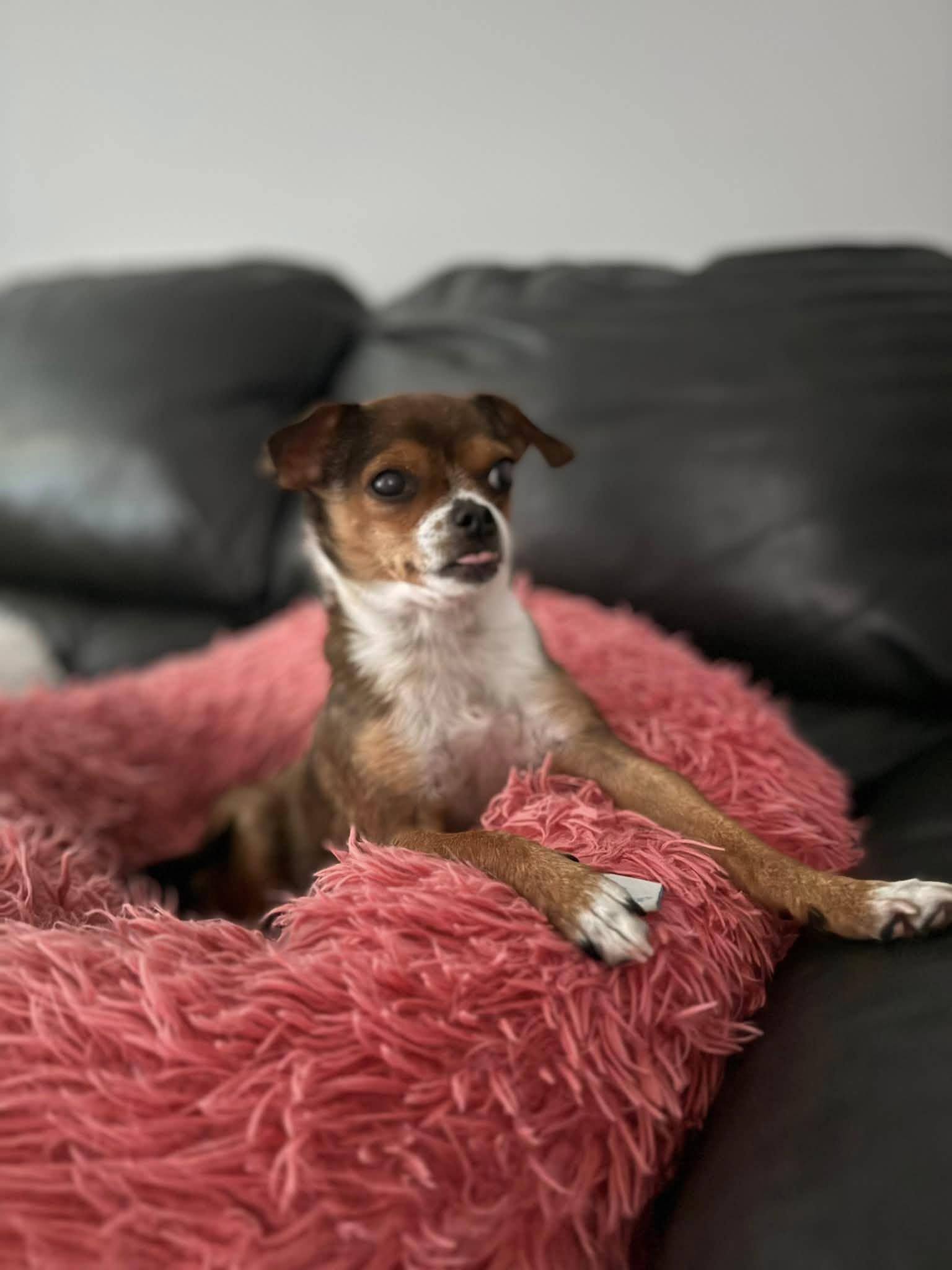 Enlarge Lucky, a ADOPTABLE Chihuahua in Prince Frederick, MD image 4/5
