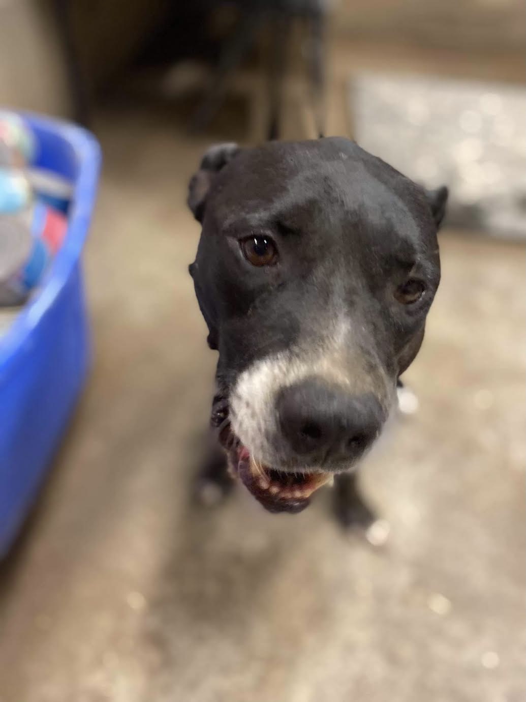 Maliboo, a Adoptable mixed breed in Georgetown, TN image 2/10