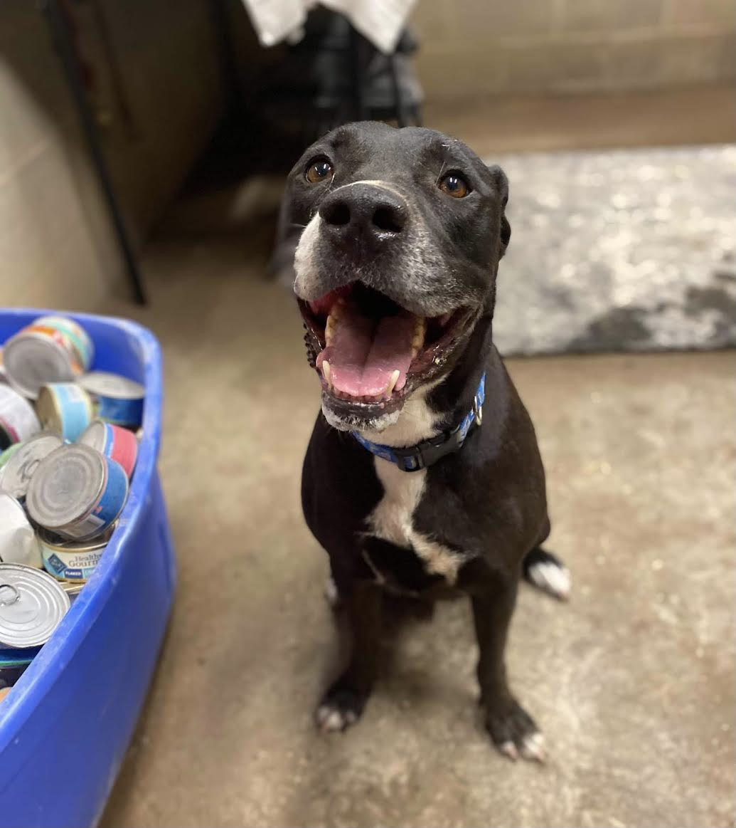 Maliboo, a Adoptable mixed breed in Georgetown, TN image 4/10