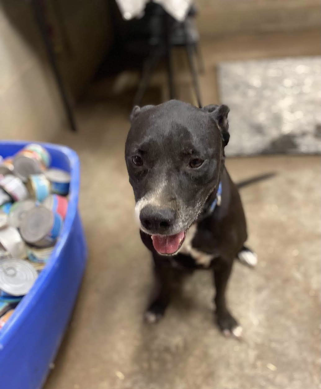 Maliboo, a Adoptable mixed breed in Georgetown, TN image 5/10