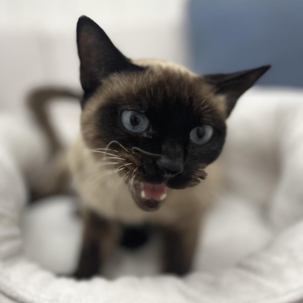 Seraphina, Adoptable, Adult Female Siamese.