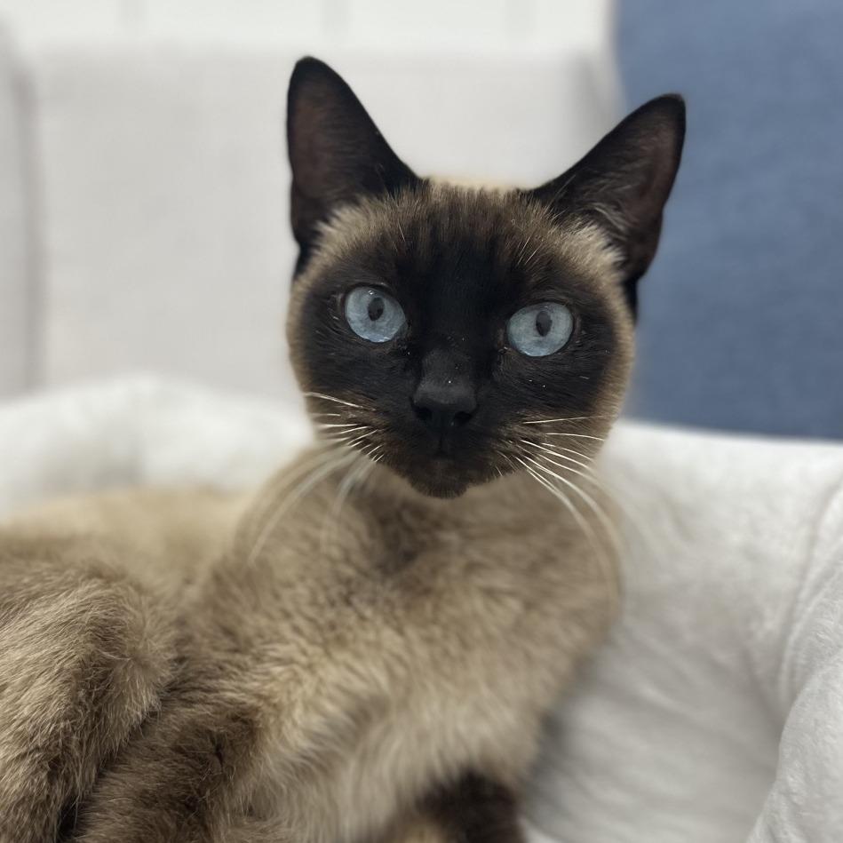 Seraphina, a Adoptable Siamese in Chesapeake, VA image 2/6