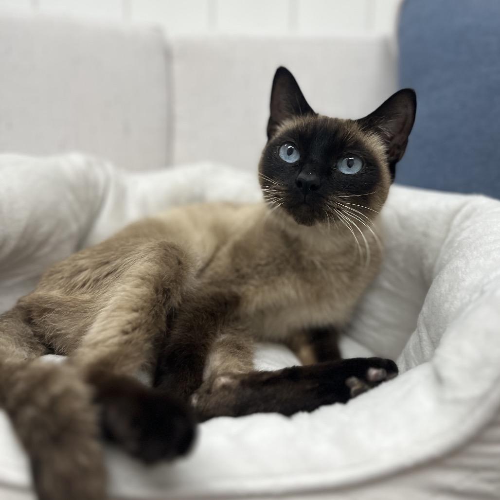 Seraphina, a Adoptable Siamese in Chesapeake, VA image 3/6