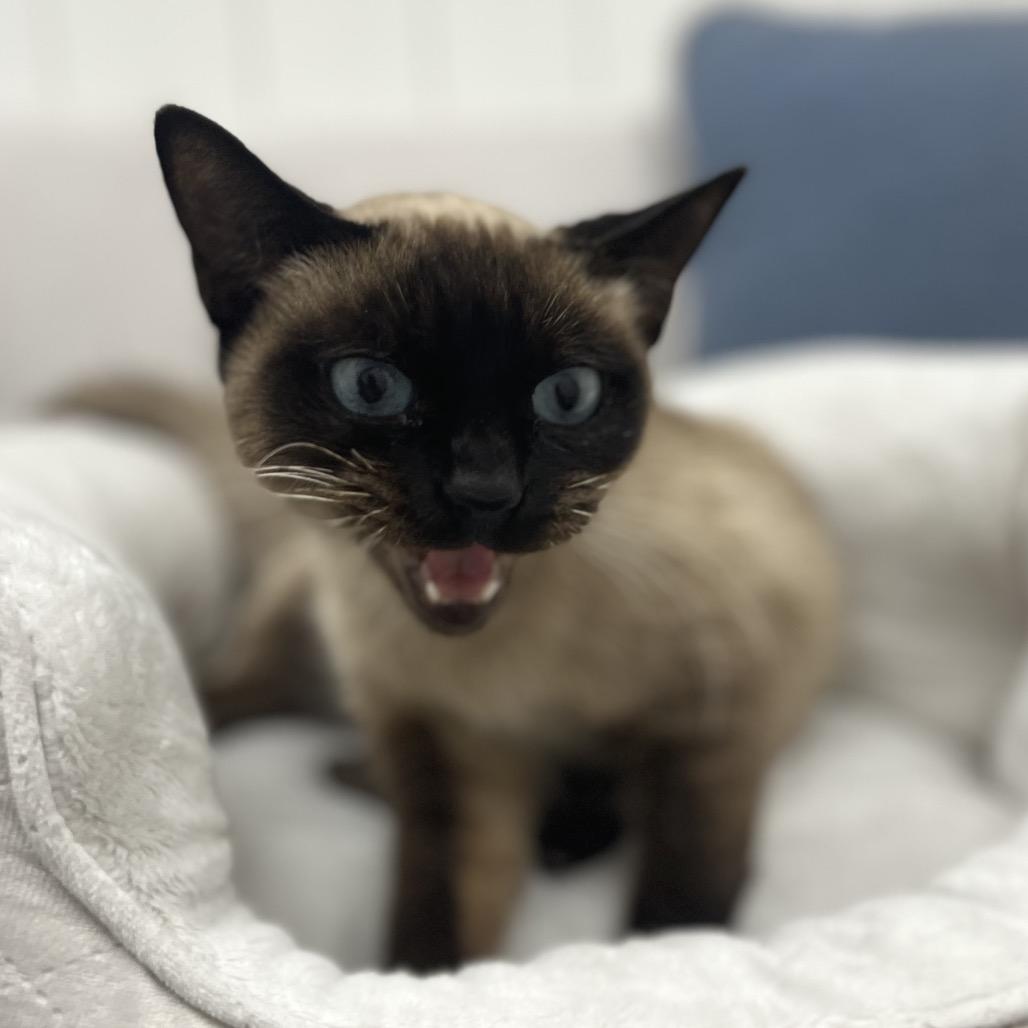 Seraphina, a Adoptable Siamese in Chesapeake, VA image 4/6