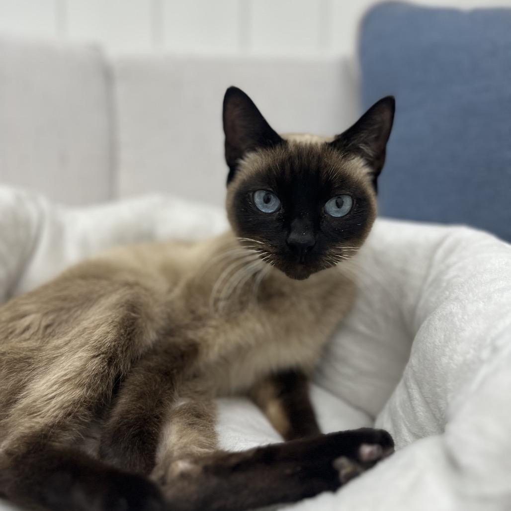 Seraphina, a Adoptable Siamese in Chesapeake, VA image 5/6