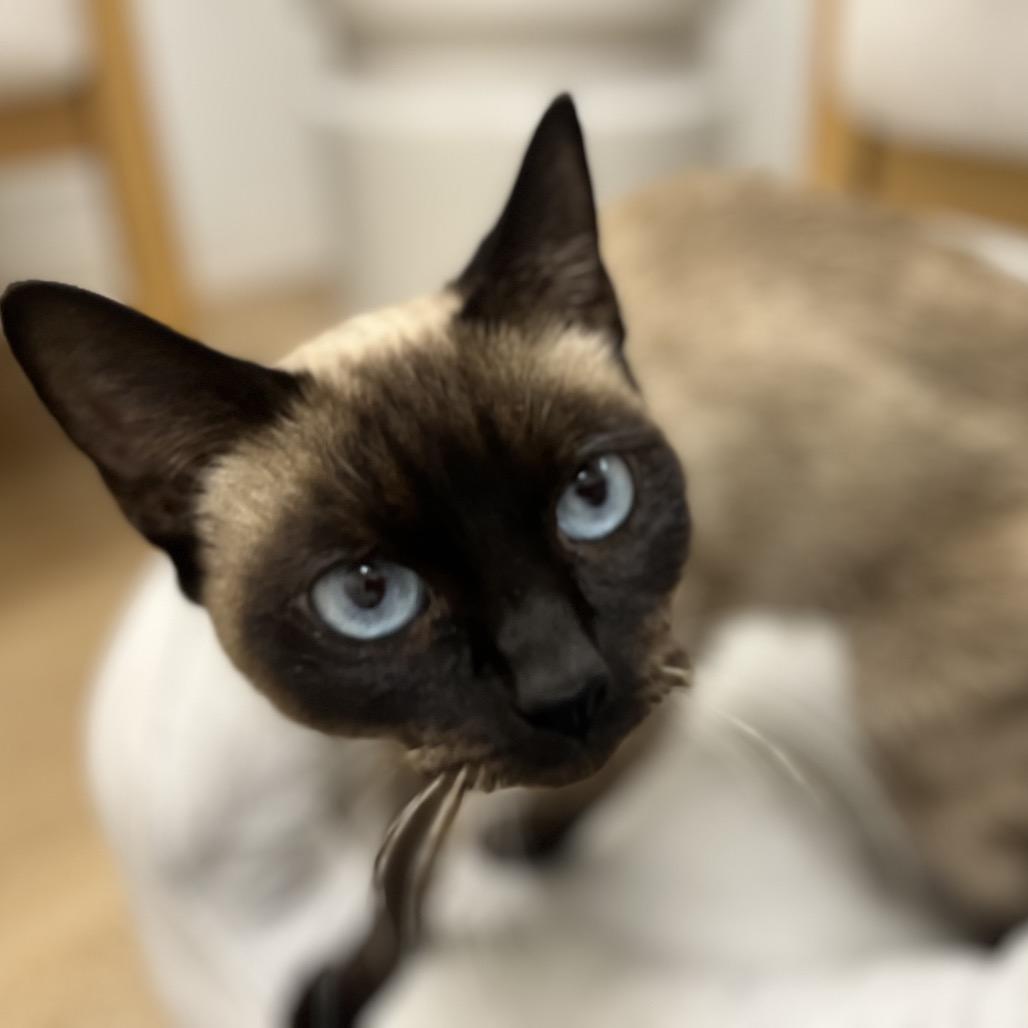 Seraphina, a Adoptable Siamese in Chesapeake, VA image 6/6