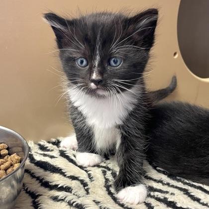 Enlarge Velcro, an adopted Domestic Short Hair in Flagstaff, AZ image 1/1