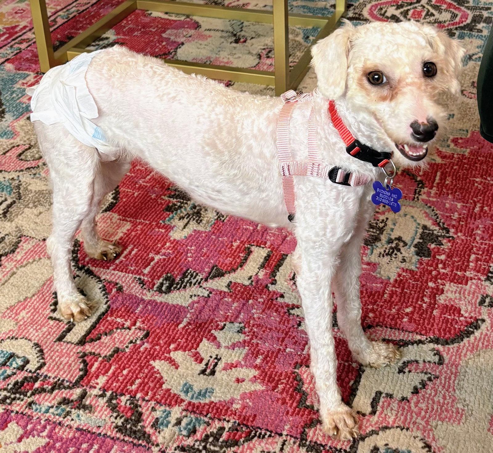 Marta, Adoptable, Young Female Poodle.