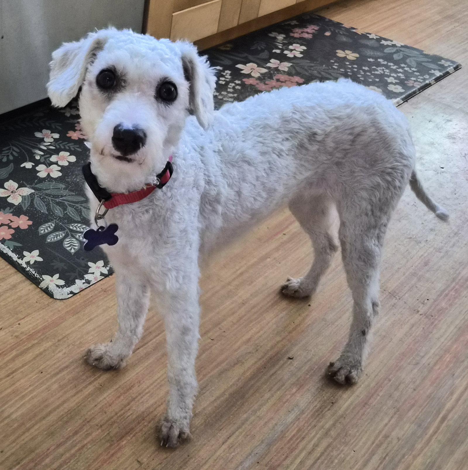 Enlarge Marta, a Adoptable Poodle in Los Angeles, CA image 2/3