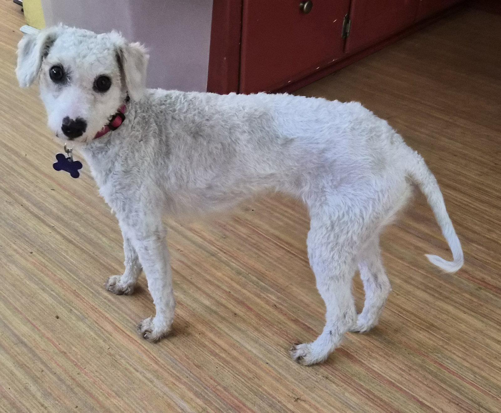 Enlarge Marta, a Adoptable Poodle in Los Angeles, CA image 3/3