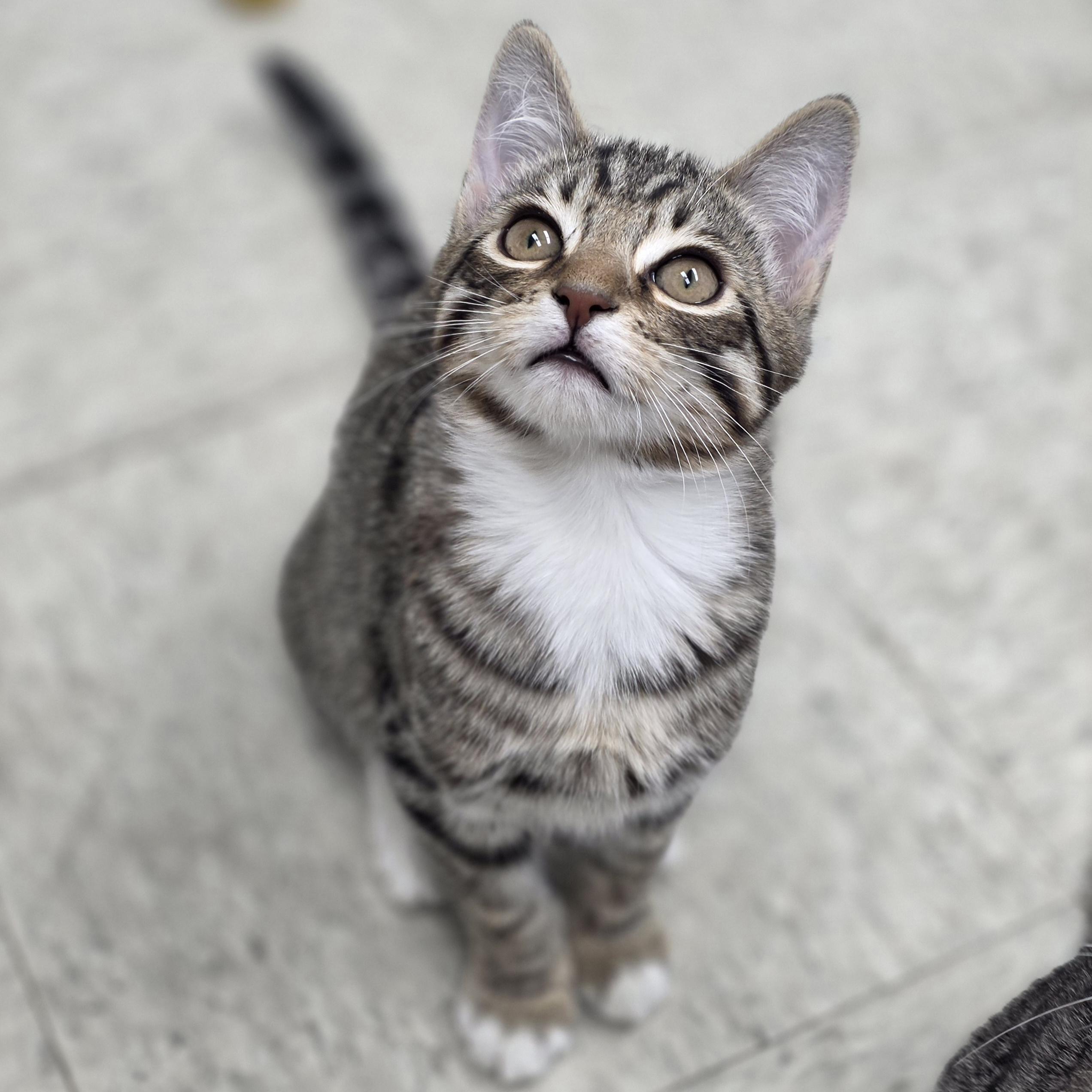 Ace, Adoptable, Kitten Male Domestic Short Hair.