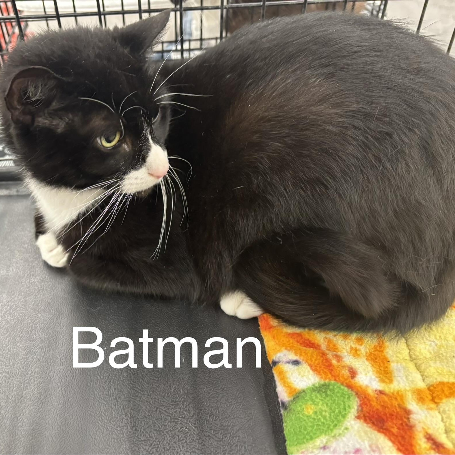 Enlarge Batman (came with Gorda, Nutter & Big Boy), an adopted Domestic Short Hair in Cortland, NY image 6/6