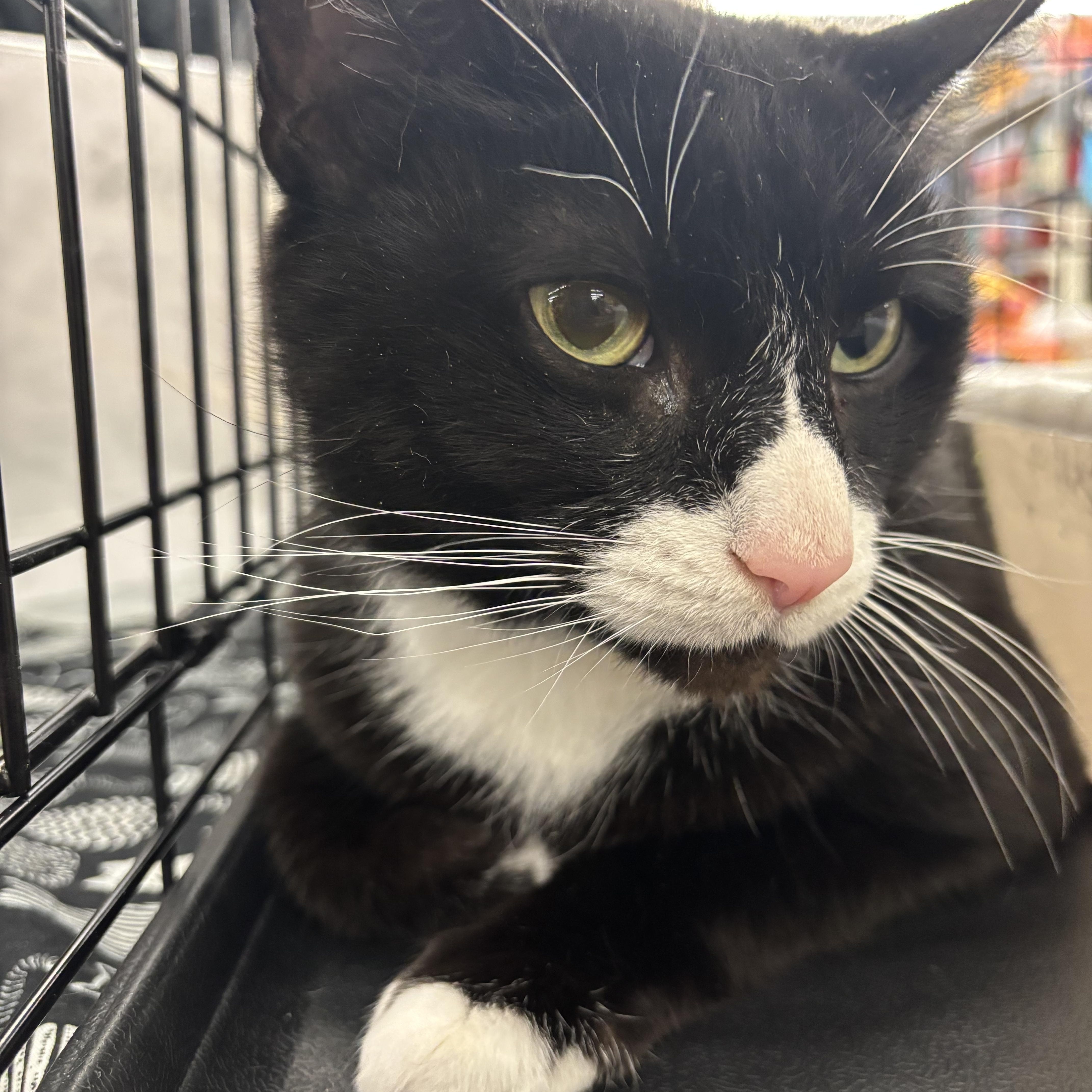 Enlarge Batman (came with Gorda, Nutter & Big Boy), an adopted Domestic Short Hair in Cortland, NY image 5/6