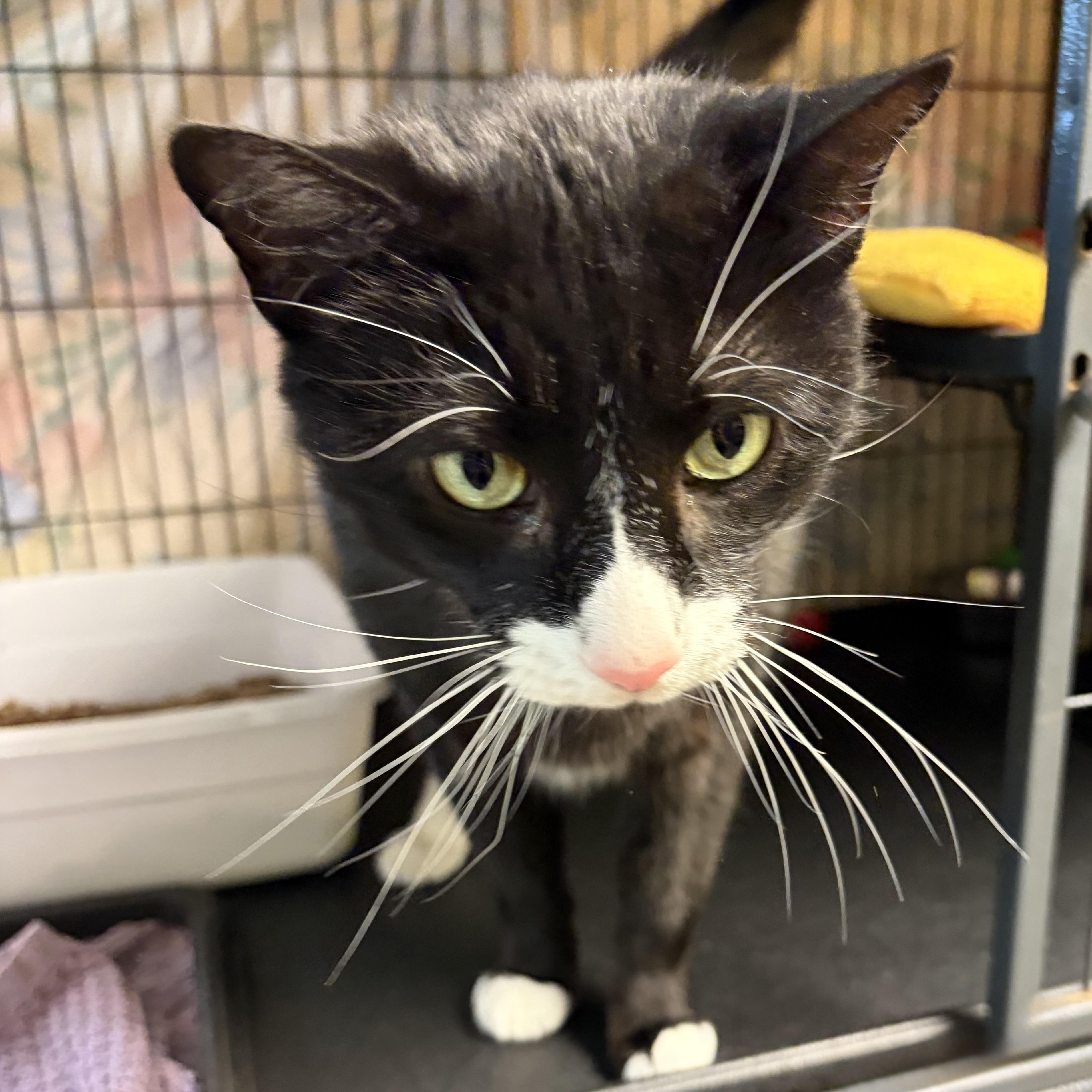 Batman (came with Gorda, Nutter & Big Boy), adopted, Adult Male Domestic Short Hair.