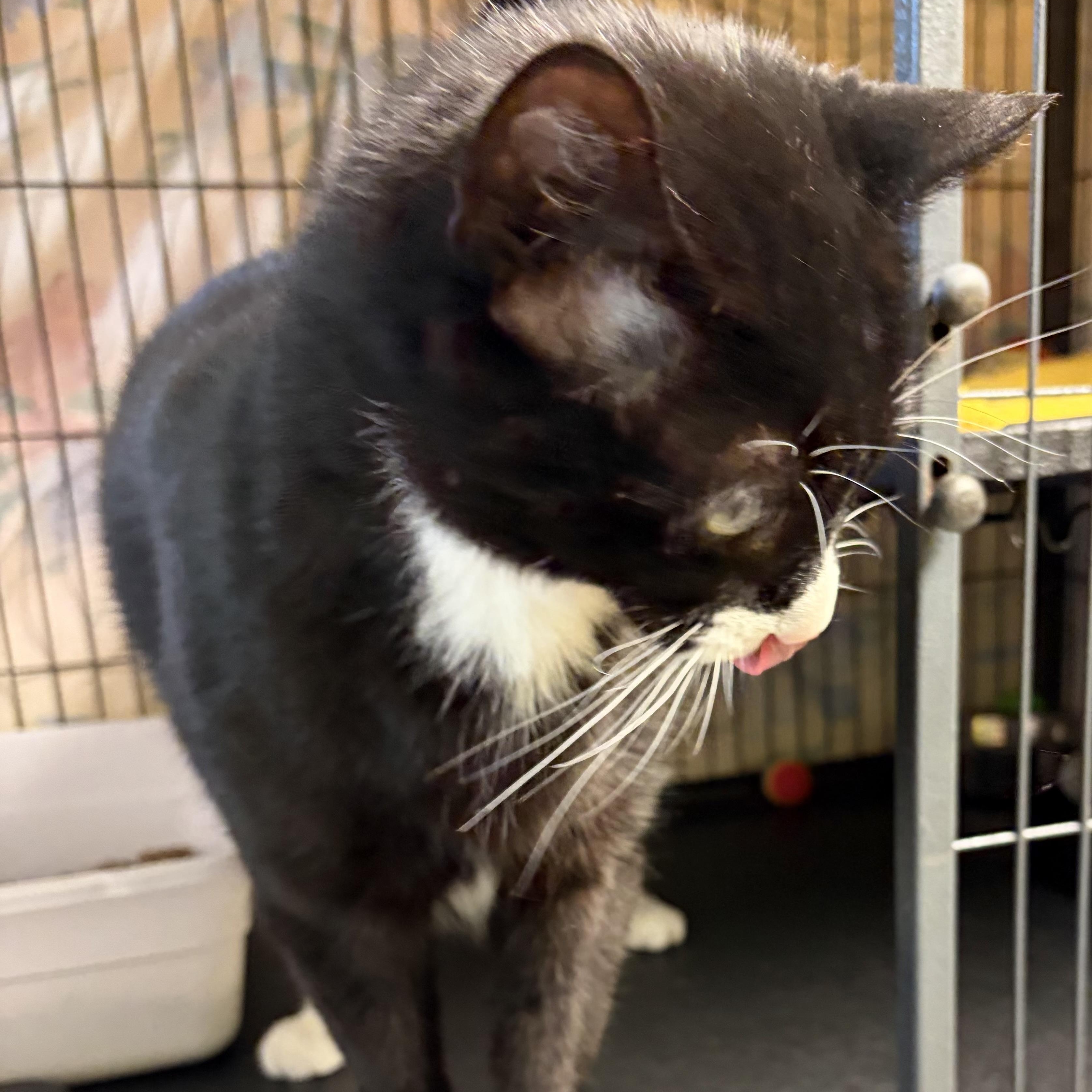 Enlarge Batman (came with Gorda, Nutter & Big Boy), an adopted Domestic Short Hair in Cortland, NY image 4/6