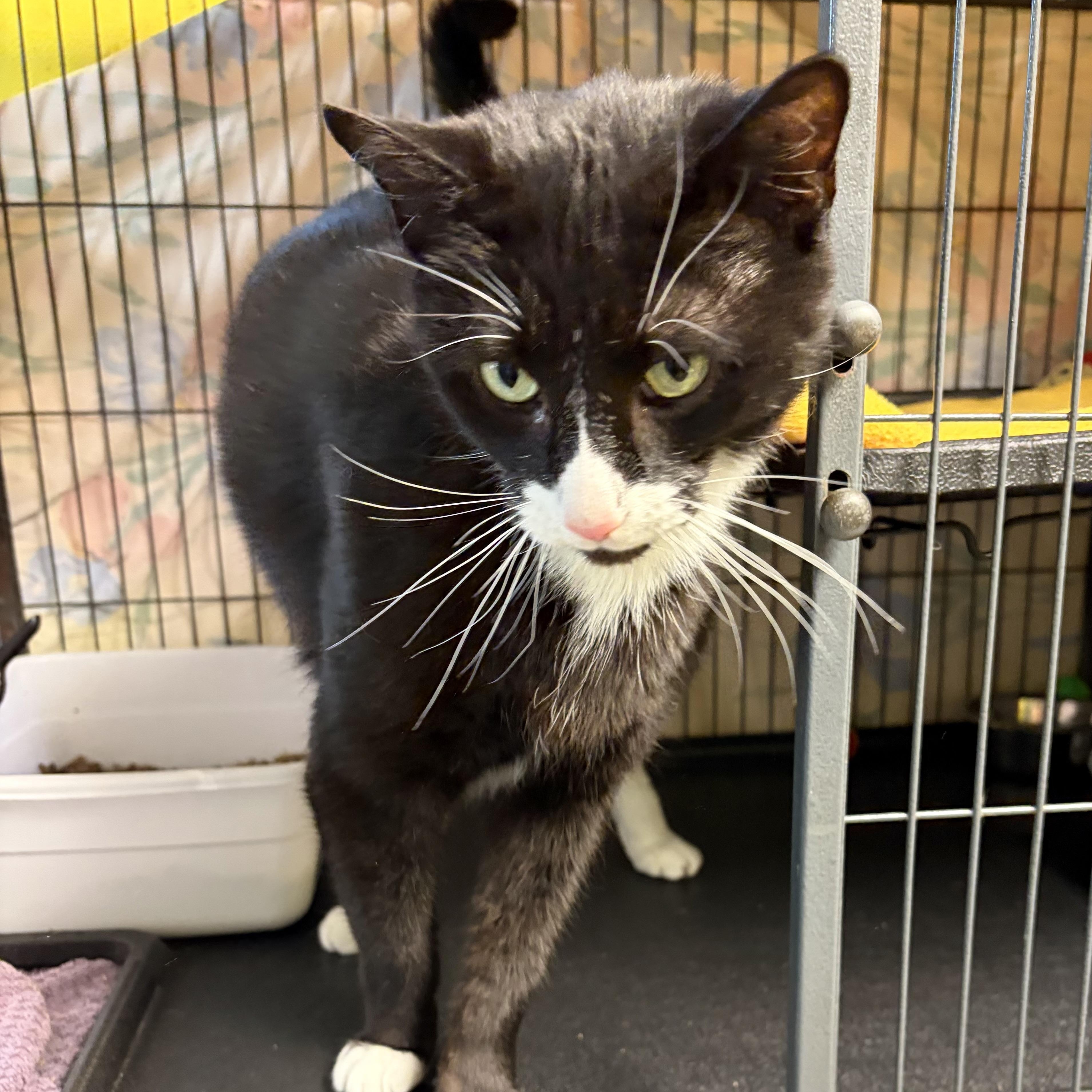 Enlarge Batman (came with Gorda, Nutter & Big Boy), an adopted Domestic Short Hair in Cortland, NY image 2/6