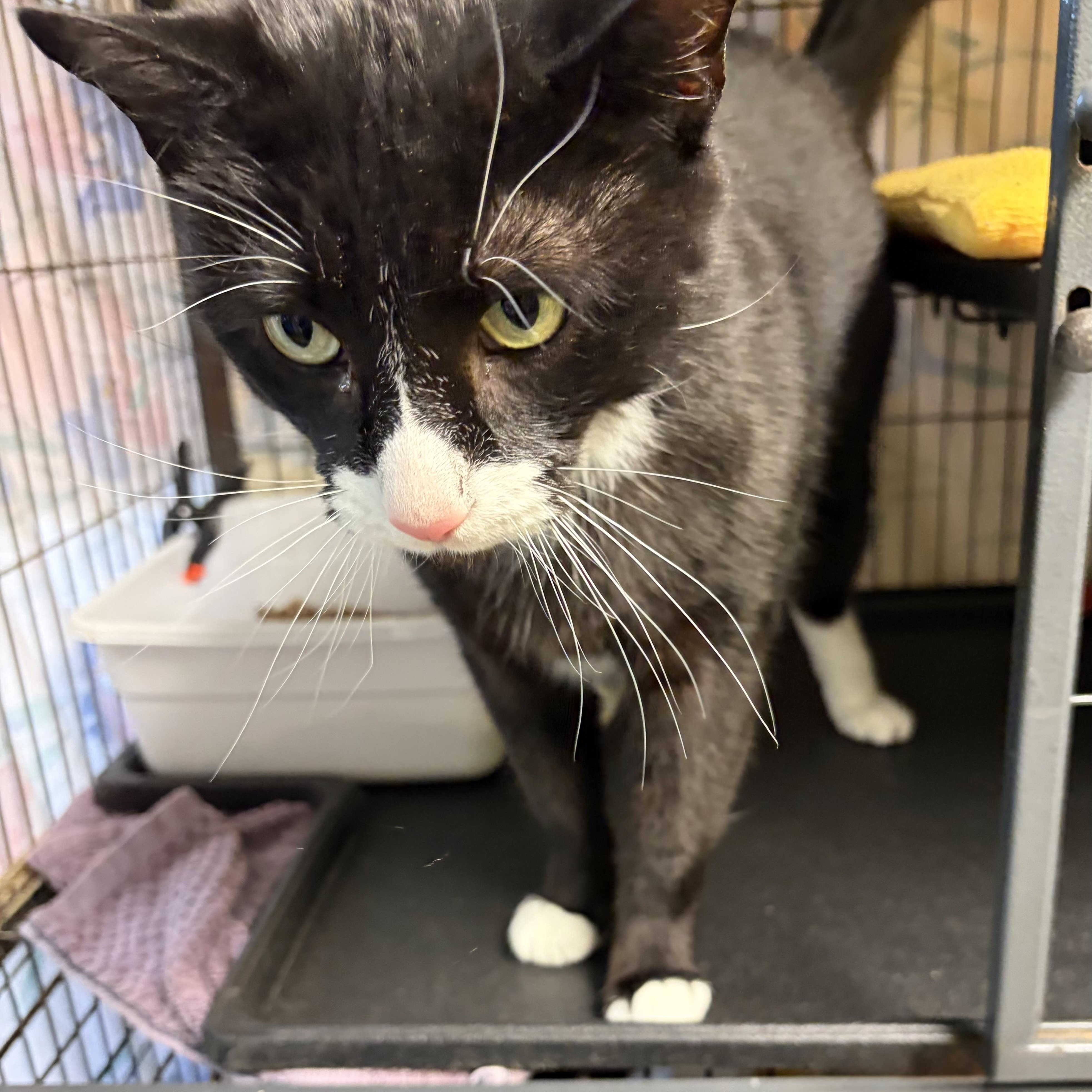 Enlarge Batman (came with Gorda, Nutter & Big Boy), an adopted Domestic Short Hair in Cortland, NY image 3/6