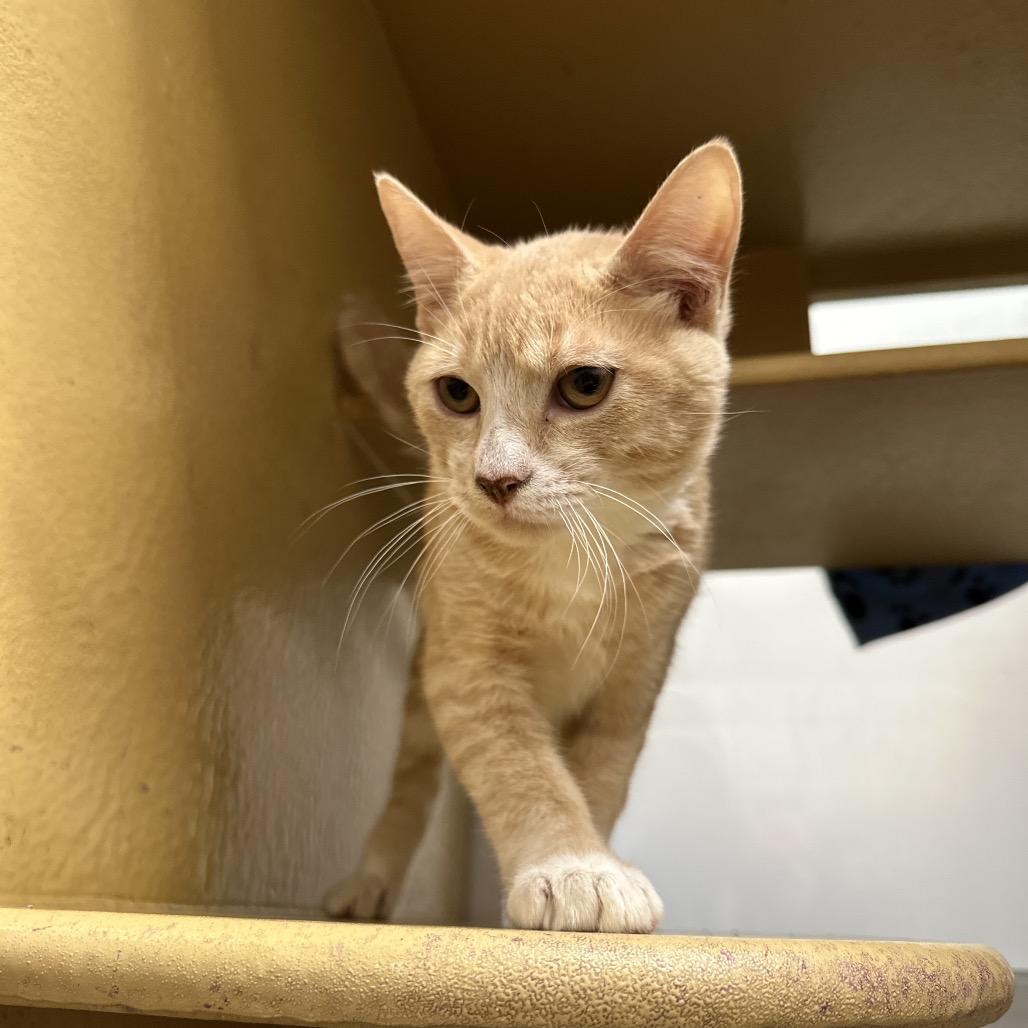 Bingo, Adoptable, Kitten Male Domestic Short Hair.