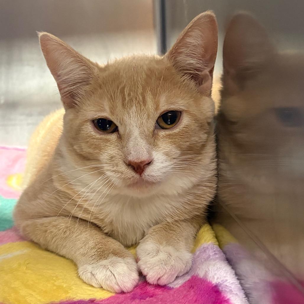 Enlarge Bingo, a Adoptable Domestic Short Hair in Spokane, WA image 2/6