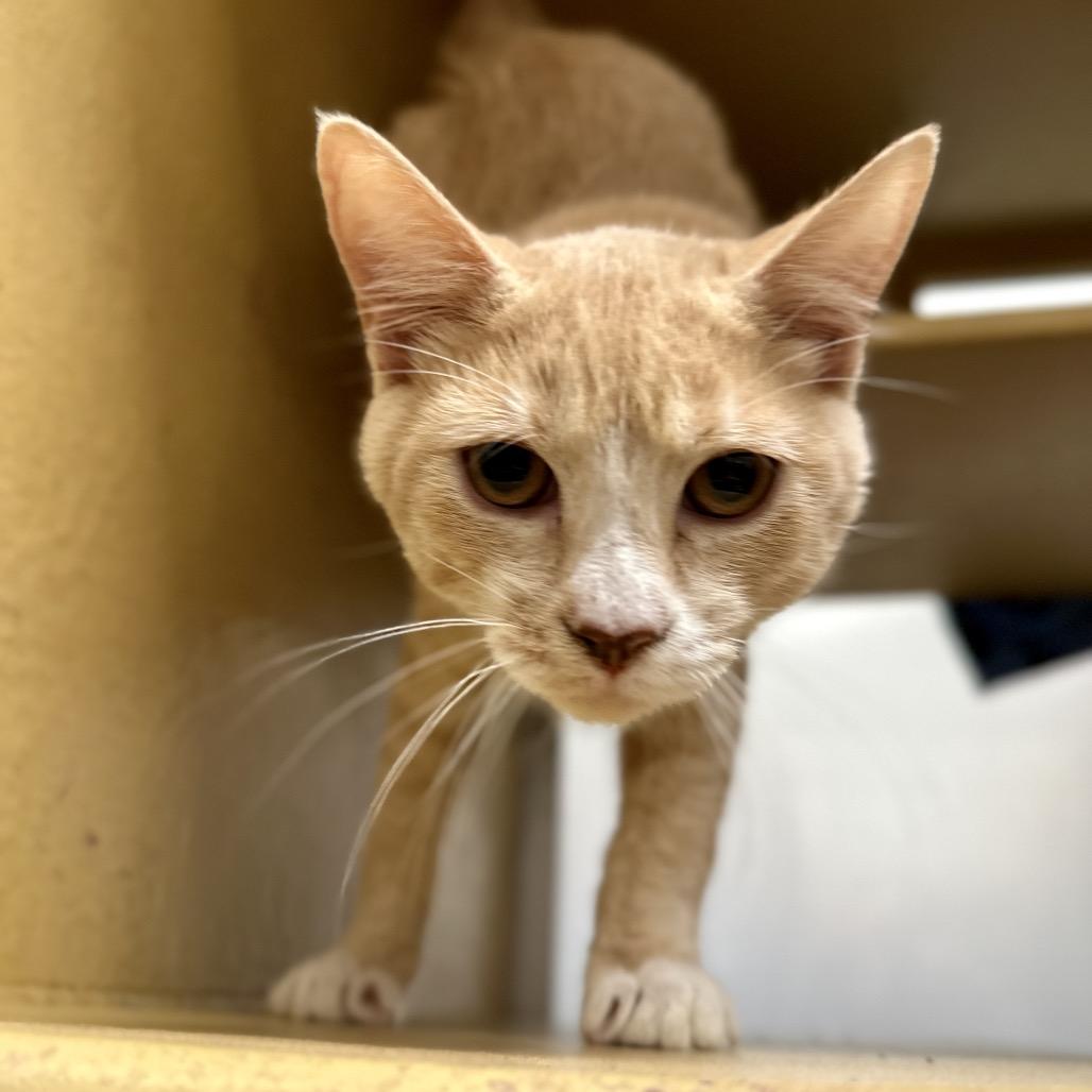 Enlarge Bingo, a Adoptable Domestic Short Hair in Spokane, WA image 3/6