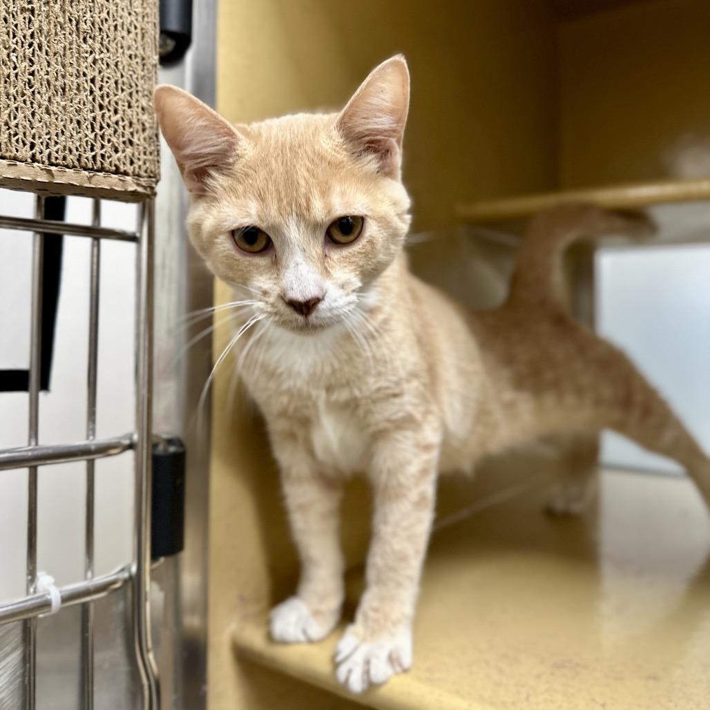 Enlarge Bingo, a Adoptable Domestic Short Hair in Spokane, WA image 4/6
