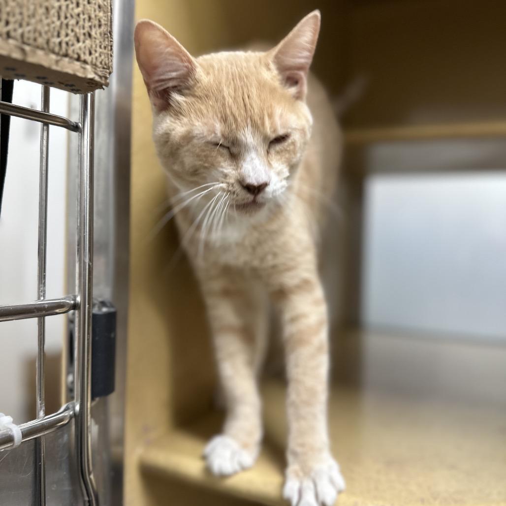 Enlarge Bingo, a Adoptable Domestic Short Hair in Spokane, WA image 5/6