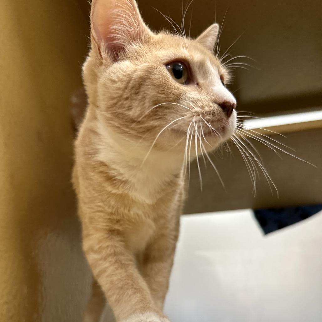 Enlarge Bingo, a Adoptable Domestic Short Hair in Spokane, WA image 6/6