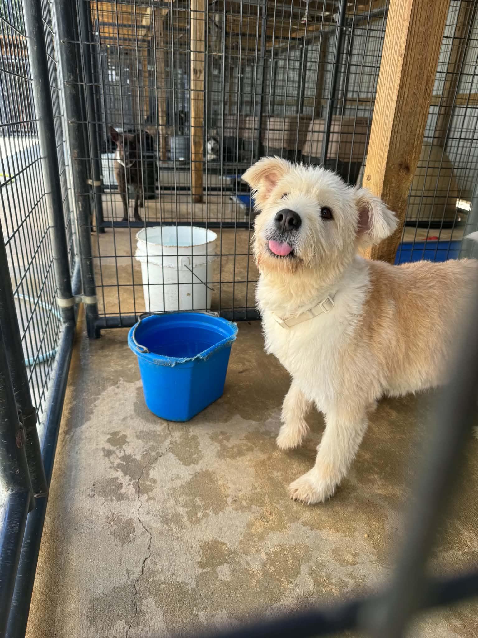 Enlarge Leia, a Adoptable mixed breed in Bradenton, FL image 1/2