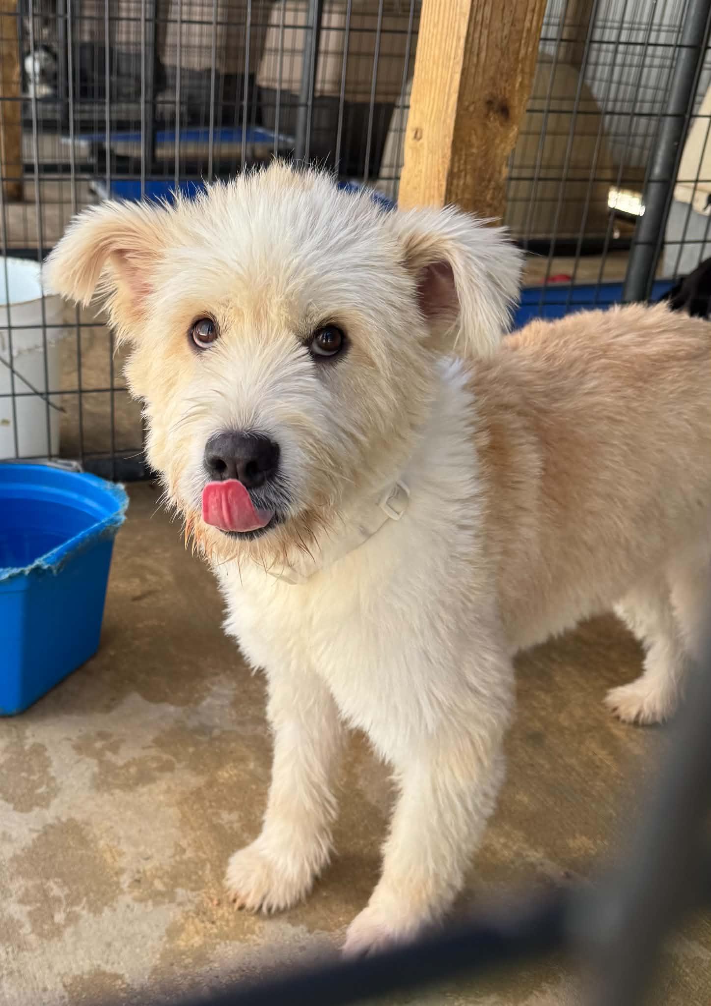 Enlarge Leia, a Adoptable mixed breed in Bradenton, FL image 2/2