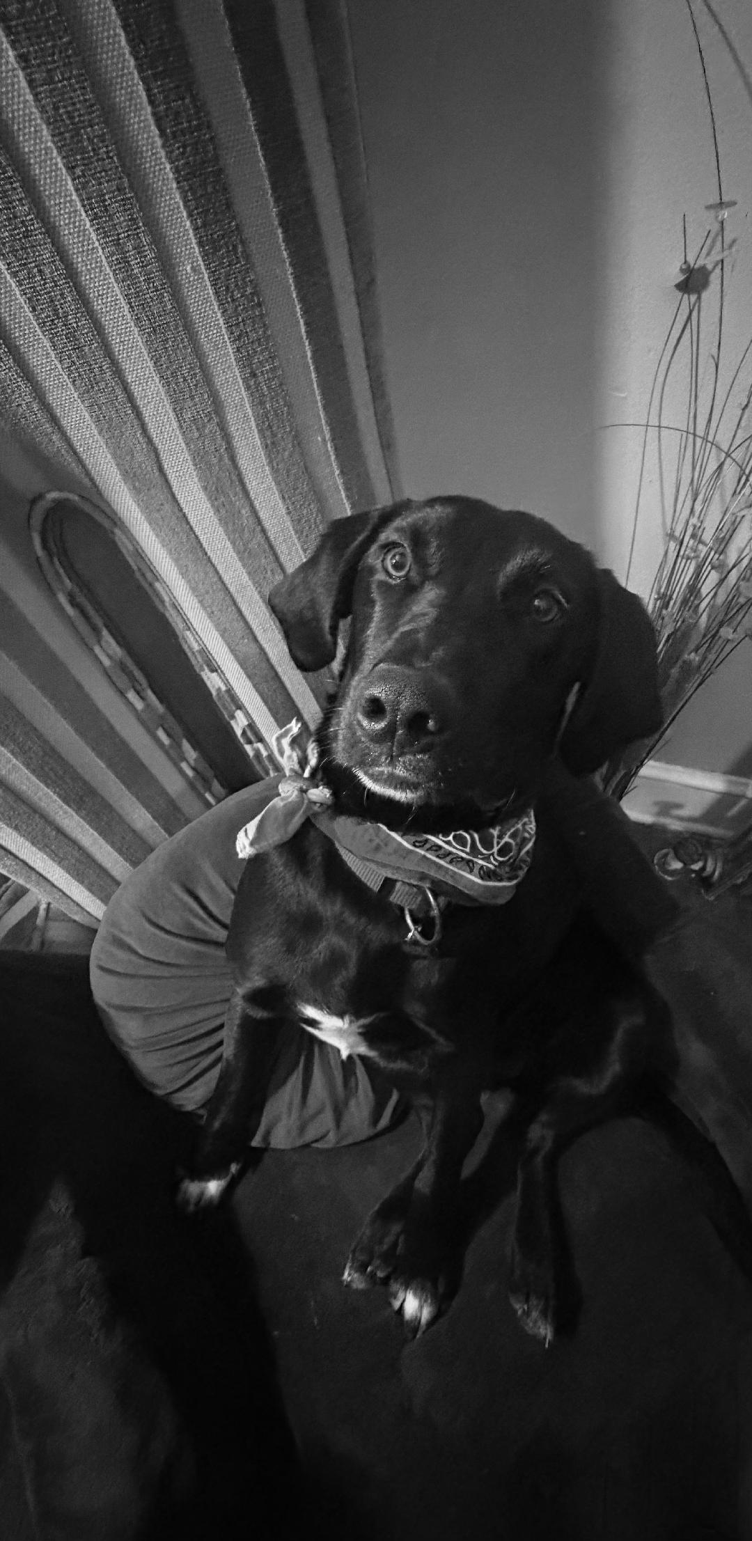 Asha, Adoptable, Young Female Labrador Retriever & Border Collie.